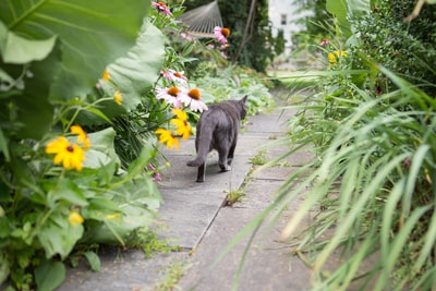 黑猫植物之间行走
